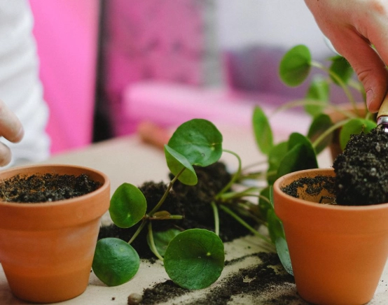 植物換盆後照顧