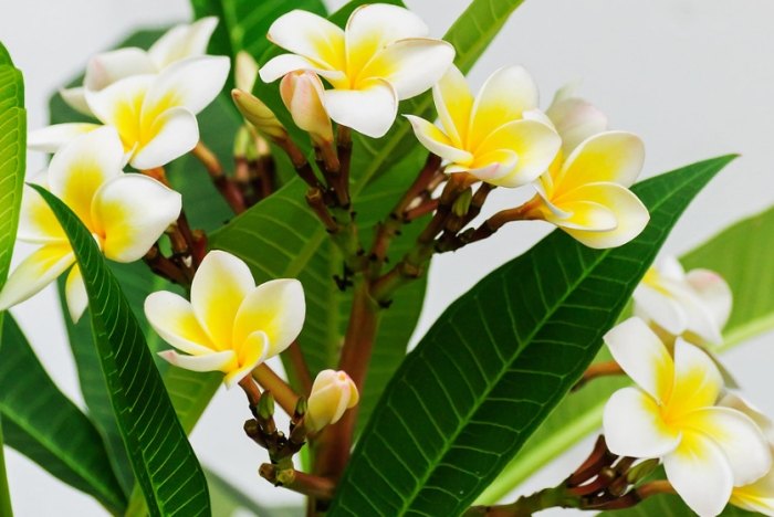 雞蛋花顏色意義 雞蛋花顏色意義