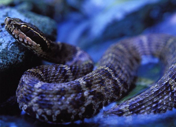 夢到很多蛇在路上