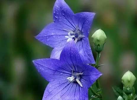 藍色桔梗象徵 藍色桔梗象徵