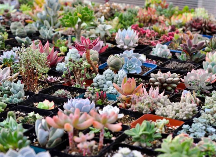 多肉植物葉子皺皺的