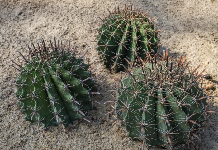 仙人掌種子播種方法