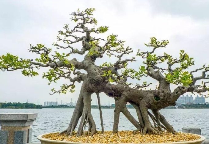 花盆底部不織布 花盆底部不織布