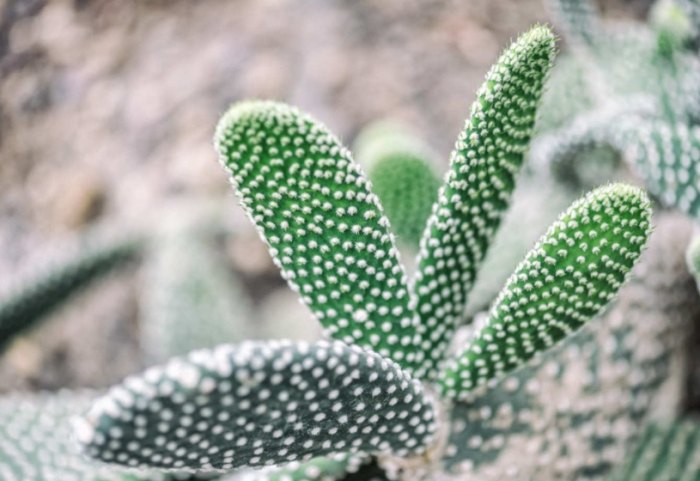 仙人掌浇水方法 仙人掌浇水方法