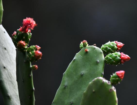 仙人掌頂部發黑 仙人掌頂部發黑