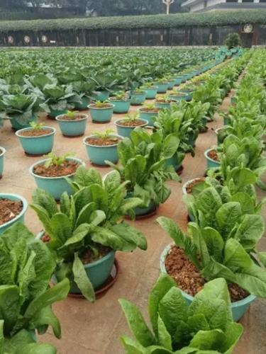 新手種菜推薦 新手種菜推薦