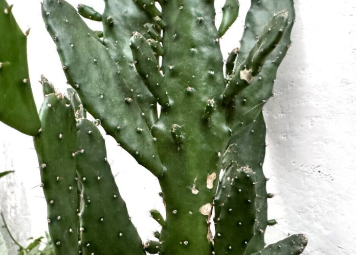 仙人掌變黑原因