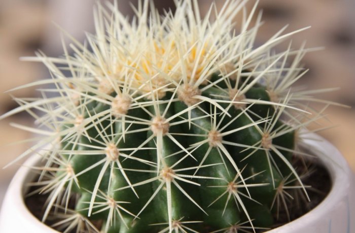 仙人掌養護方法 仙人掌養護方法