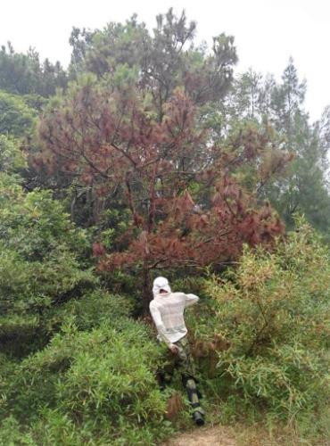 松樹養護方法 松樹養護方法