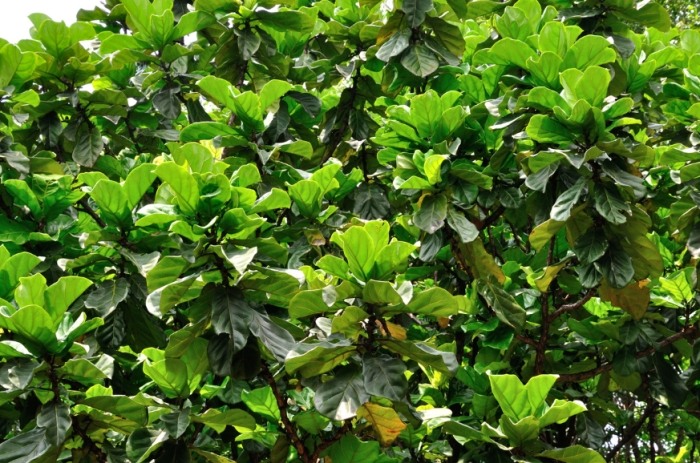 琴葉榕 冬季養護 琴葉榕 冬季養護