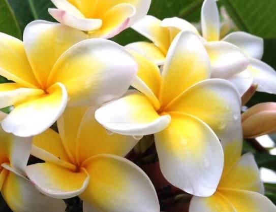 雞蛋花枝條扦插 雞蛋花枝條扦插