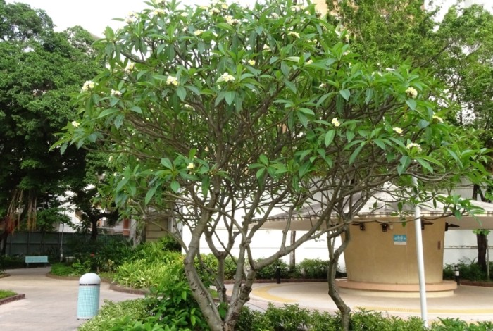 雞蛋花顏色 雞蛋花顏色