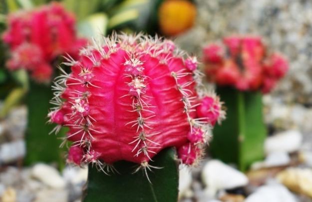 仙人掌變紅 仙人掌變紅