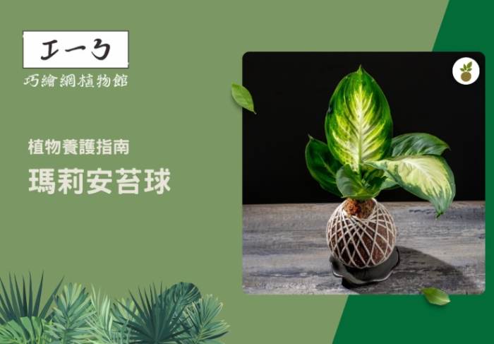瑪麗安植物照顧 瑪麗安植物照顧