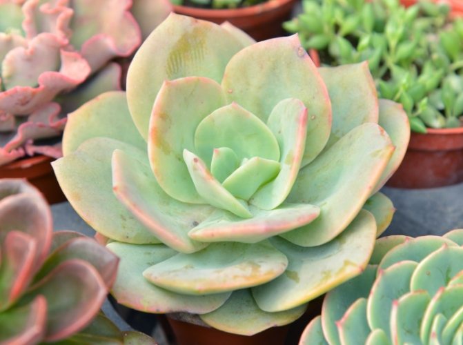 多肉植物葉子變黃