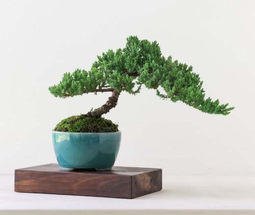 珍珠柏枯黃原因