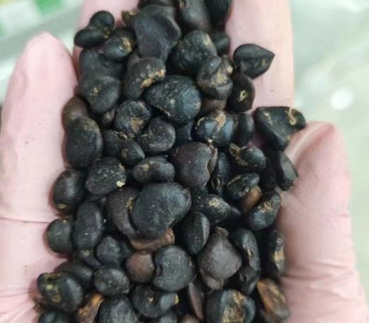 玉蘭花種子處理 玉蘭花種子處理