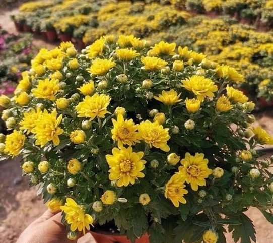 菊花養護浇水 菊花養護浇水