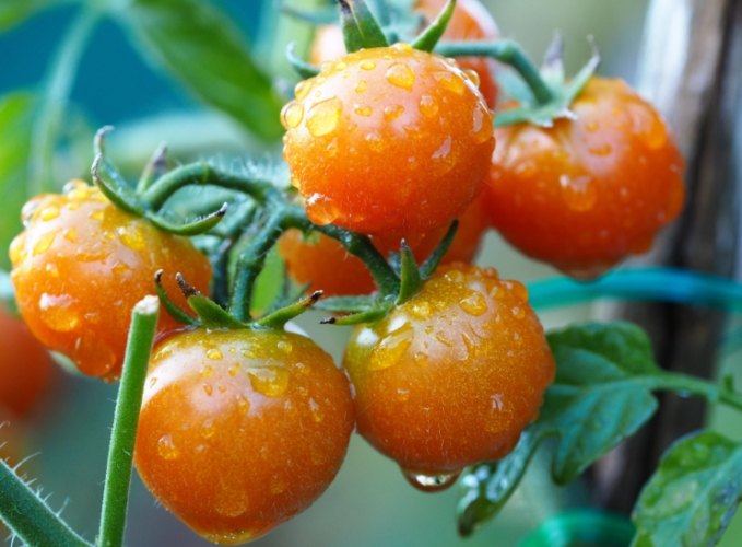 番茄籽可以吃嗎