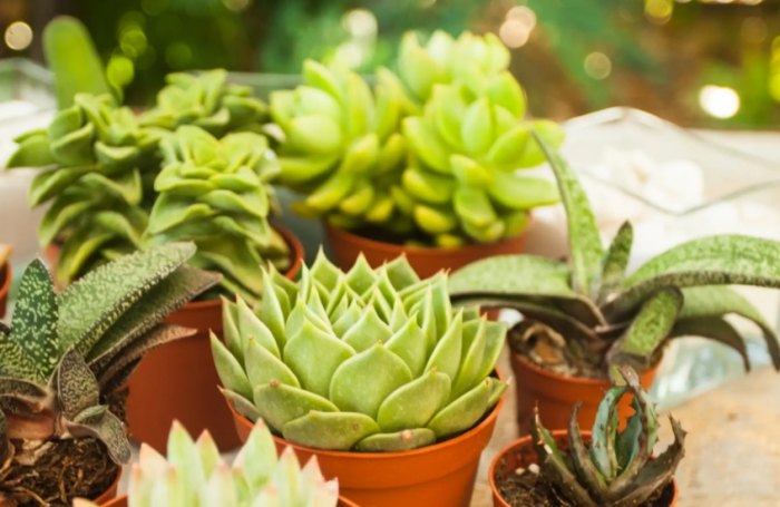 冬天多肉照顧 冬天多肉照顧