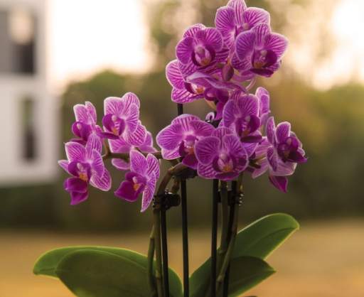 蘭花病蟲害 蘭花病蟲害