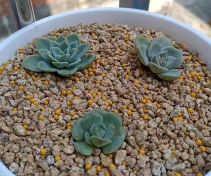 多肉植物燈 多肉植物燈