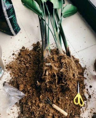 天堂鳥土壤配方 天堂鳥土壤配方