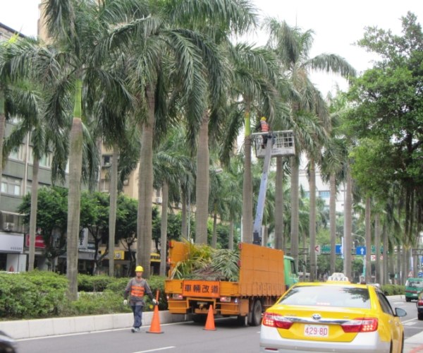 椰子樹修剪時機 椰子樹修剪時機