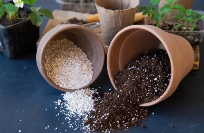 盆栽土壤發霉 盆栽土壤發霉