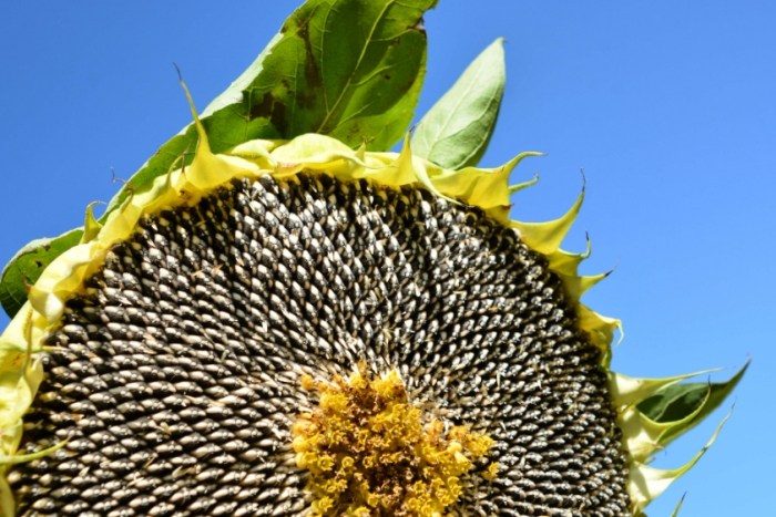 仿生建築設計 仿生建築設計