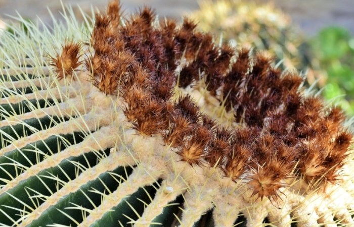 仙人掌黃化原因 仙人掌黃化原因