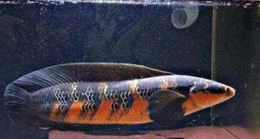 雷龍神話生物 雷龍神話生物