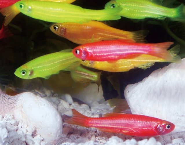 發光觀賞魚 發光觀賞魚