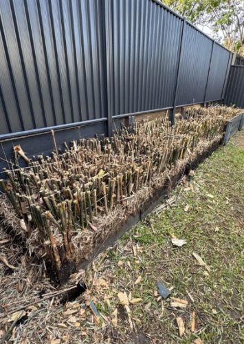 竹子繁殖技巧 竹子繁殖技巧