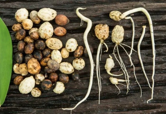 種子泡水方法 種子泡水方法