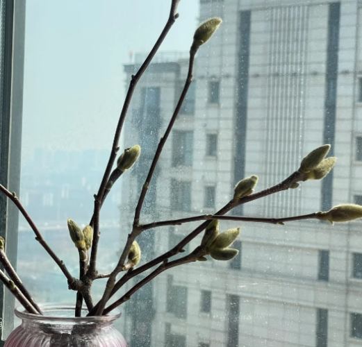 玉蘭花不開花 玉蘭花不開花