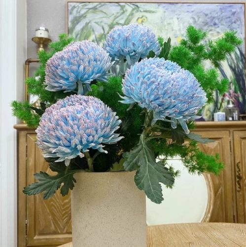 牡丹菊病蟲害防治