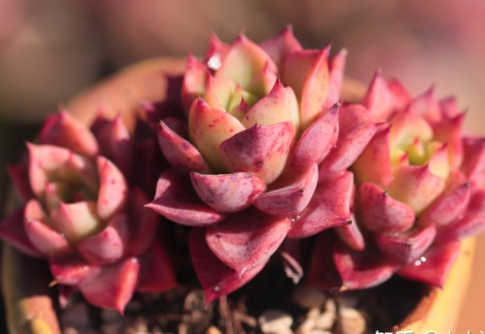 冬天多肉澆水頻率 冬天多肉澆水頻率