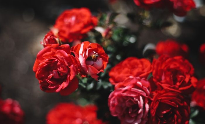 花瓣數量 花瓣數量