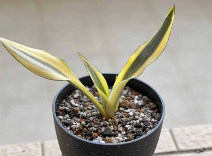 虎尾蘭施肥方法 虎尾蘭施肥方法