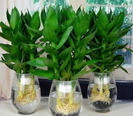 富贵竹养护方法 富贵竹养护方法