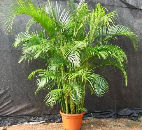 黃金椰子樹種植 黃金椰子樹種植