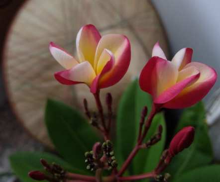 雞蛋花種子處理 雞蛋花種子處理