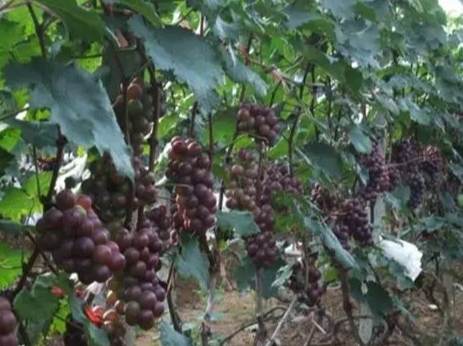 葡萄種植方法
