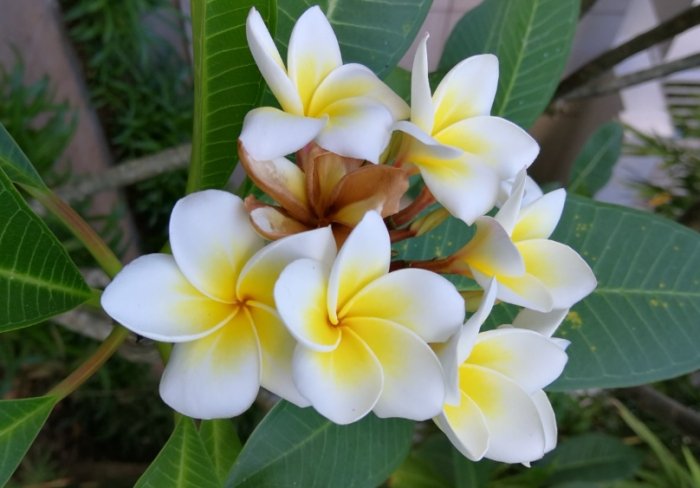 雞蛋花枝條照顧 雞蛋花枝條照顧