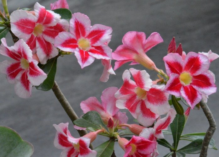 沙漠玫瑰葉子變紅