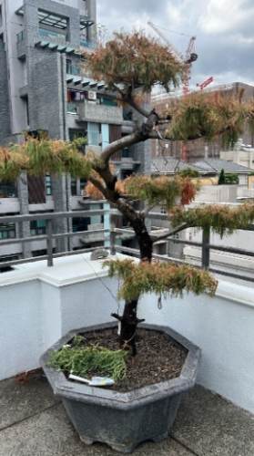 松樹病害 松樹病害