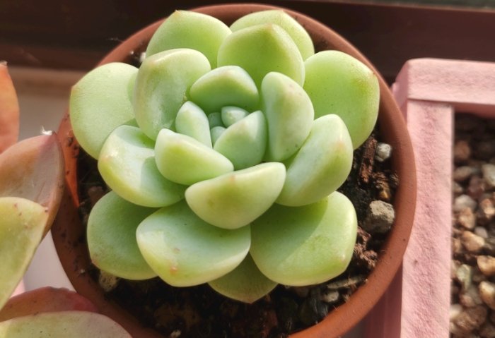 多肉植物掉葉子怎麼辦