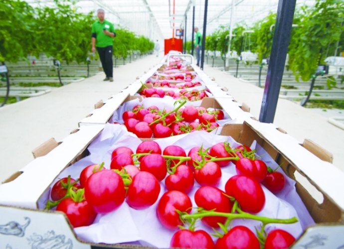 番茄扦插技巧 番茄扦插技巧