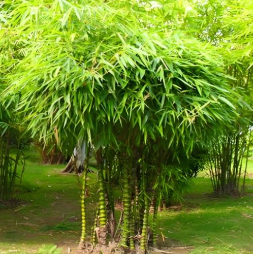 竹子種子發芽方法